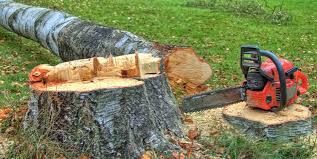 Best Firewood Processing and Delivery  in Buena Park, CA