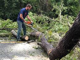 Trusted Buena Park, CA Tree Care Experts