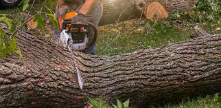 Best Commercial Tree Services  in Buena Park, CA