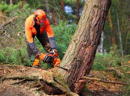 Best Lawn Renovation and Restoration  in Buena Park, CA