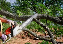 Best Tree Health Inspection  in Buena Park, CA
