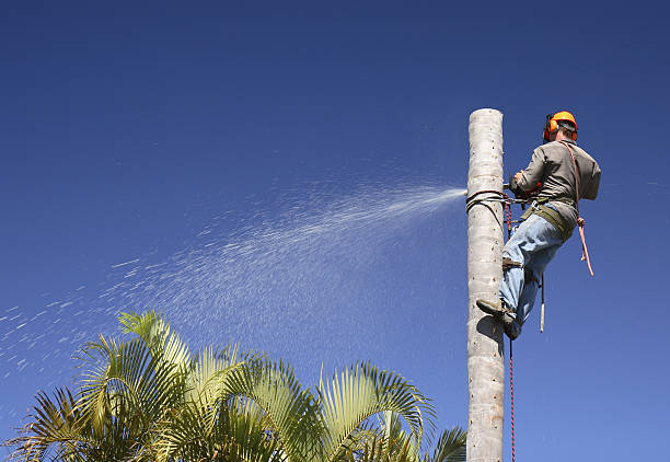 Best Artificial Turf Installation  in Buena Park, CA