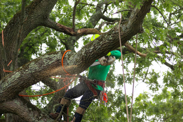 Best Tree Disease Treatment  in Buena Park, CA