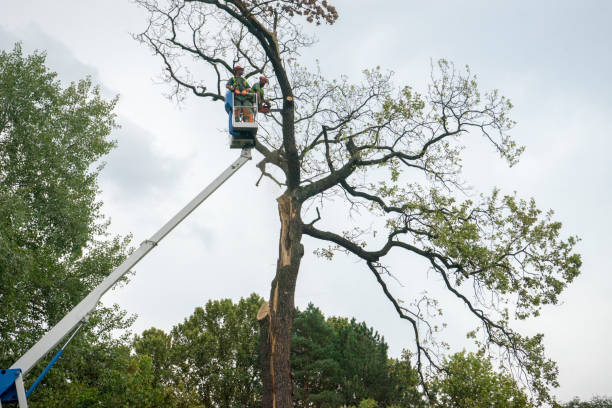 Best Palm Tree Trimming  in Buena Park, CA