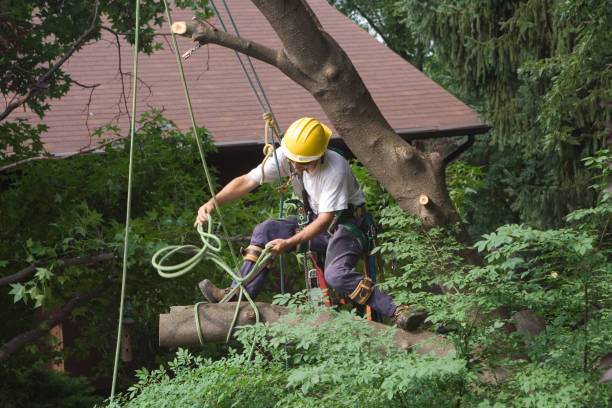 Best Lawn Disease Treatment  in Buena Park, CA