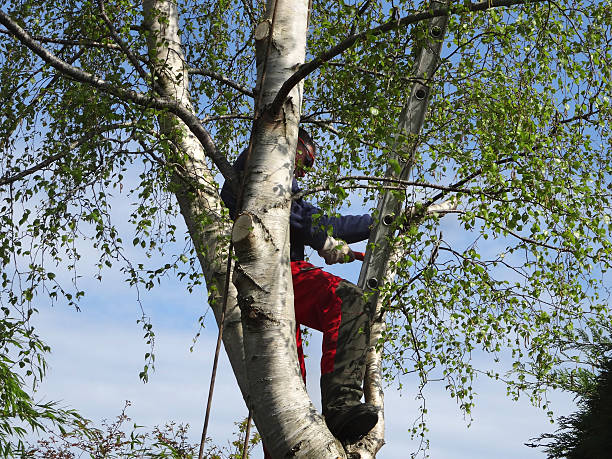 How Our Tree Care Process Works  in  Buena Park, CA